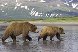 Roger Chou,bears,bears at hallo bay,brown bears,grizzly bears,Alaska,alaska bears,alaska grizzly bears,alaska wilderness,alaska wildlife,Hallo Bay,Hallo Bay Alaska,Hallo Bay Bear Camp,Hallo Bay Bear Lodge,Hallo Bay Bears,Hallo Bay Camp,Hallo Bay Wilderness Camp,ClintsBears