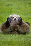 Roger Chou,Hallo Bay,Hallo Bay Alaska,Hallo Bay Bear Camp,Hallo Bay Bear Lodge,Hallo Bay Bears,Hallo Bay Camp,Hallo Bay Wilderness Camp,Alaska,alaska bears,alaska grizzly bears,alaska wilderness,alaska wildlife,bears,bears at hallo bay,brown bears,grizzly bears