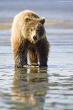 Roger Chou,Alaska,alaska bears,alaska grizzly bears,alaska wilderness,alaska wildlife,bears,bears at hallo bay,brown bears,grizzly bears,Hallo Bay,Hallo Bay Bear Camp,Hallo Bay Alaska,Hallo Bay Bear Lodge,Hallo Bay Bears,Hallo Bay Camp,Hallo Bay Wilderness Camp