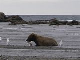 Bears,bear,bears at hallo bay,brown bears,grizzly bears,Alaska,Alaska bears,Alaska brown bears,Alaska grizzly bears,Alaska hallo bay,Alaska wildlife,Alaska wilderness,Alaskas Hallo Bay Bear Lodge,Alaska hallo bay camp,Alaska hallo bay bear camp,hallo bay,hallo bay bears,hallo bay brown bears,hallo bay grizzly bears,hallo bay camp,hallo bay bear camp