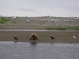 Bears,bear,bears at hallo bay,brown bears,grizzly bears,Alaska,Alaska bears,Alaska brown bears,Alaska grizzly bears,Alaska hallo bay,Alaska wildlife,Alaska wilderness,Alaskas Hallo Bay Bear Lodge,Alaska hallo bay camp,Alaska hallo bay bear camp,hallo bay,hallo bay bears,hallo bay brown bears,hallo bay grizzly bears,hallo bay camp,hallo bay bear camp