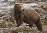 Stephen Oachs,stephenoachs.com,Alaska,alaska bears,bears,bears at hallo bay,Hallo Bay,Hallo Bay Alaska,Hallo Bay Bear Camp,Hallo Bay Camp,Alaska wildlife