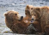 Stephen Oachs,stephenoachs.com,bears at hallo bay,bears,Alaska,alaska bears,Alaska wildlife,Hallo Bay Bear Camp,Hallo Bay,Hallo Bay Alaska,Hallo Bay Camp