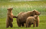 Alaska,Alaska wildlife,Stephen Oachs,bears,bears at hallo bay,stephenoachs.com,Hallo Bay,Hallo Bay Alaska,Hallo Bay Bear Camp
