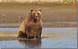 Hallo Bay Bear Camp, Alaska