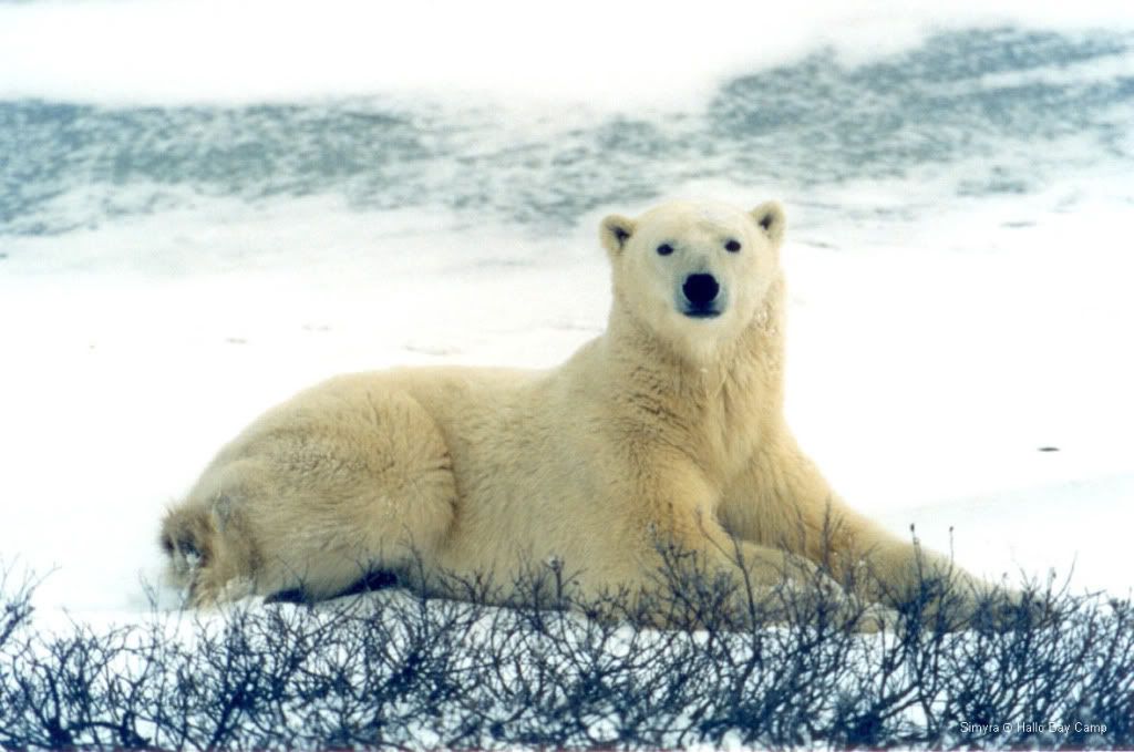polar bear,Hallo Bay Bear Camp,bears at hallo bay,Hallo Bay Camp