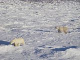 Simyra,Churchill,Churchill Polar Bears,Hallo Bay Bear Camp,Hallo Bay Bear Camp Polar Bear Tour,Hallo Bay Bear Lodge,bears at hallo bay,ClintsBears