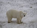Churchill,Churchill Polar Bears,Hallo Bay Bear Camp,Hallo Bay Bear Camp Polar Bear Tour,Hallo Bay Bear Lodge,polar bear