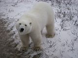 Churchill,Churchill Polar Bears,polar bear,Hallo Bay Bear Camp Polar Bear Tour,Hallo Bay Bear Lodge,bears at hallo bay,bears,ClintsBears