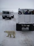 Simyra,Hallo Bay Bear Camp,Hallo Bay Bear Camp Polar Bear Tour,Hallo Bay Bear Lodge,Churchill,Churchill Polar Bears,polar bear