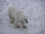 Churchill Polar Bears,polar bear,Hallo Bay Bear Camp,Hallo Bay Bear Camp Polar Bear Tour,Hallo Bay Bear Lodge,bears at hallo bay