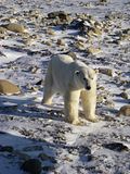 Simyra,Churchill,Churchill Polar Bears,polar bear,Hallo Bay Bear Camp,Hallo Bay Bear Camp Polar Bear Tour,Hallo Bay Bear Lodge