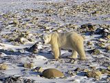 polar bear,Churchill,Churchill Polar Bears,ClintsBears,bears,bears at hallo bay,Hallo Bay Bear Camp,Hallo Bay Bear Lodge,Hallo Bay Bear Camp Polar Bear Tour
