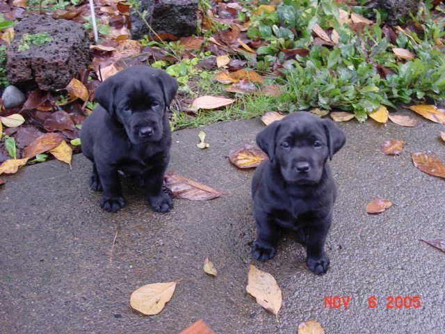 homeforsale218.jpg baby black labs image by kenzie35