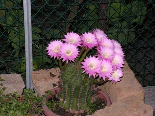 echinopsis1.jpg