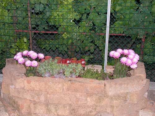 echinopsis2.jpg