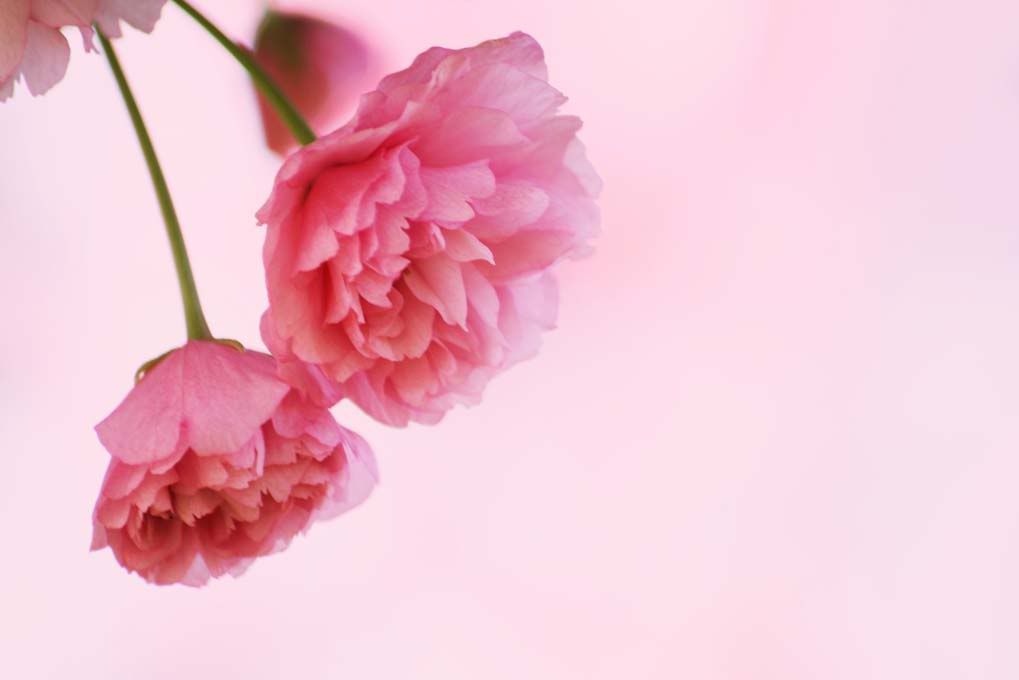 pink_flowers.jpg pink background