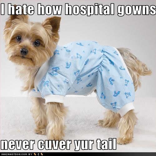 funny-puppy-pictures-hospital-gowns.jpg picture by katied456