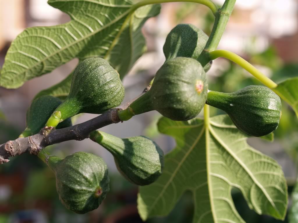 Update on sick fig tree from 2008 with photos
