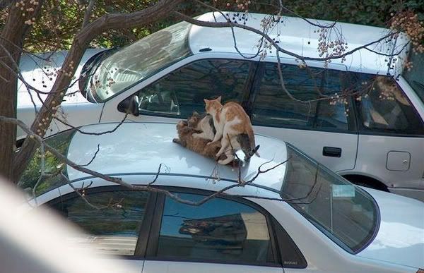 Catfun.jpg